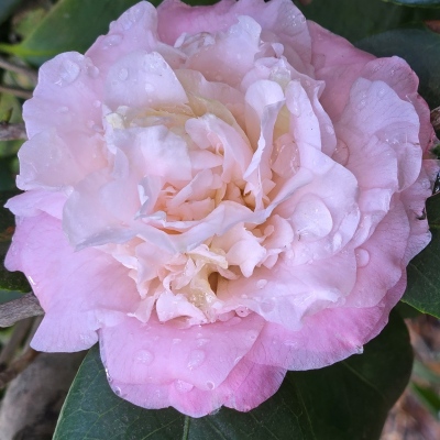 Mary Charlotte